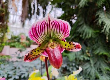 ORCHIDEJE, masožravé rostliny, bromélie a tilandsie